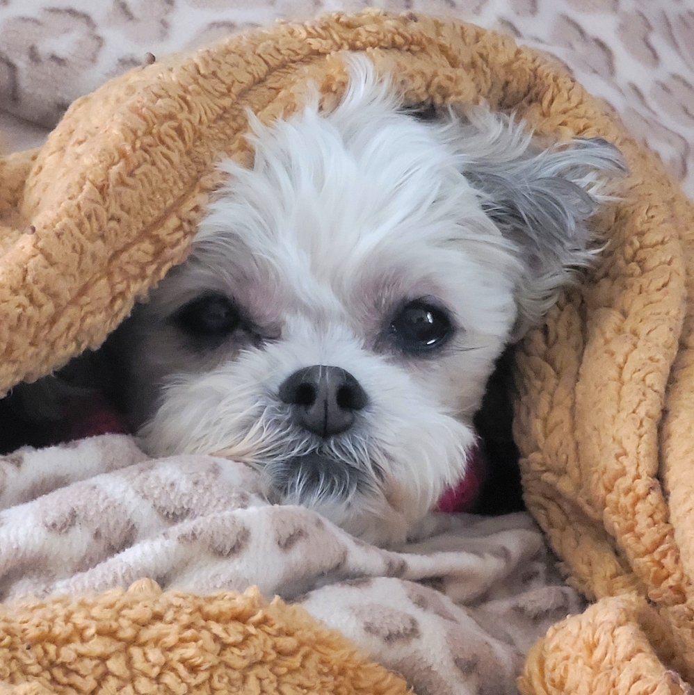 Meet your Posher, Norma